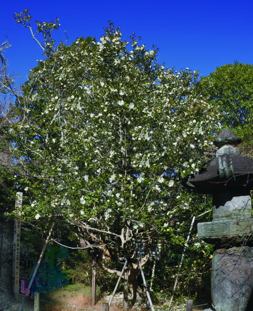 鎌倉朝日新聞社